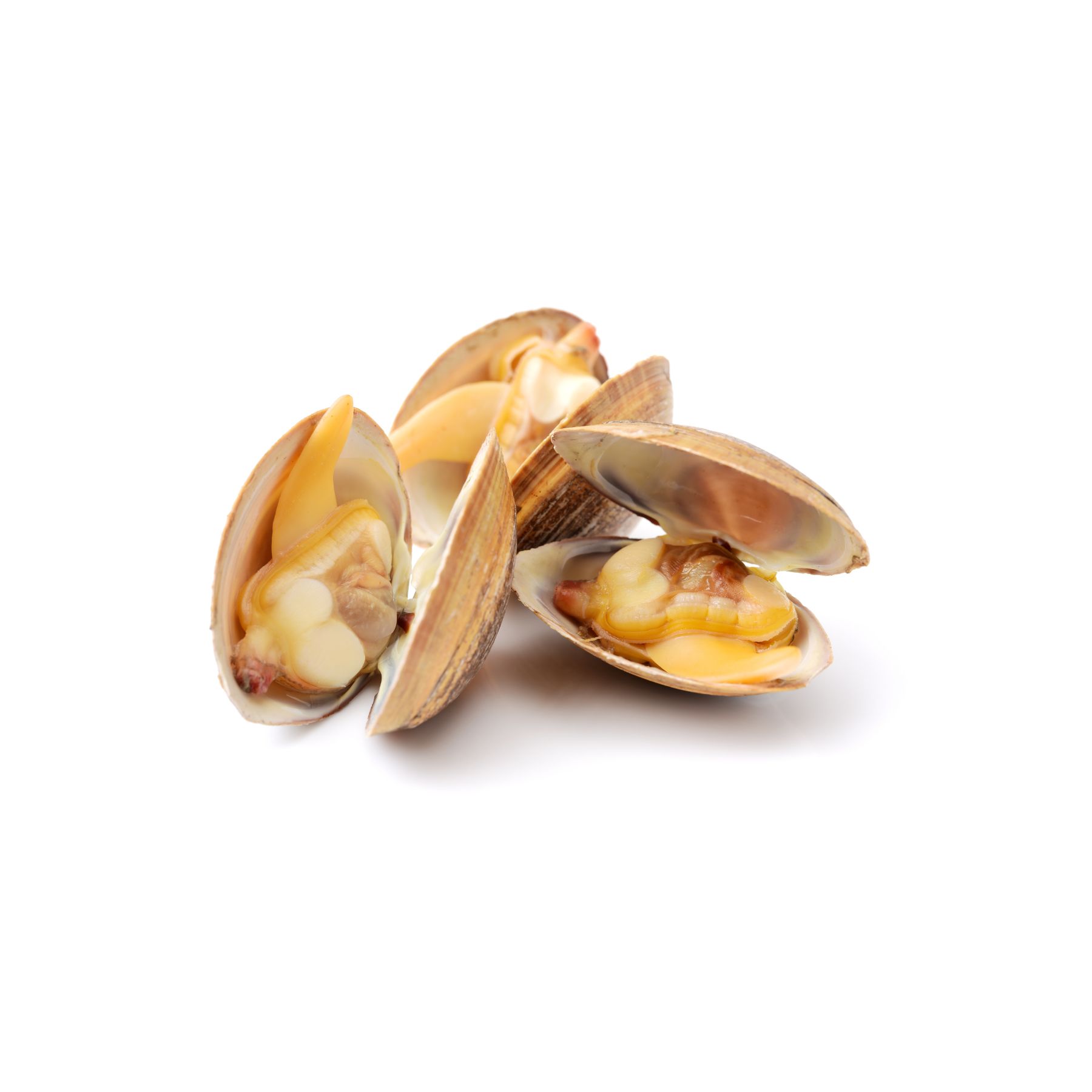 vongole