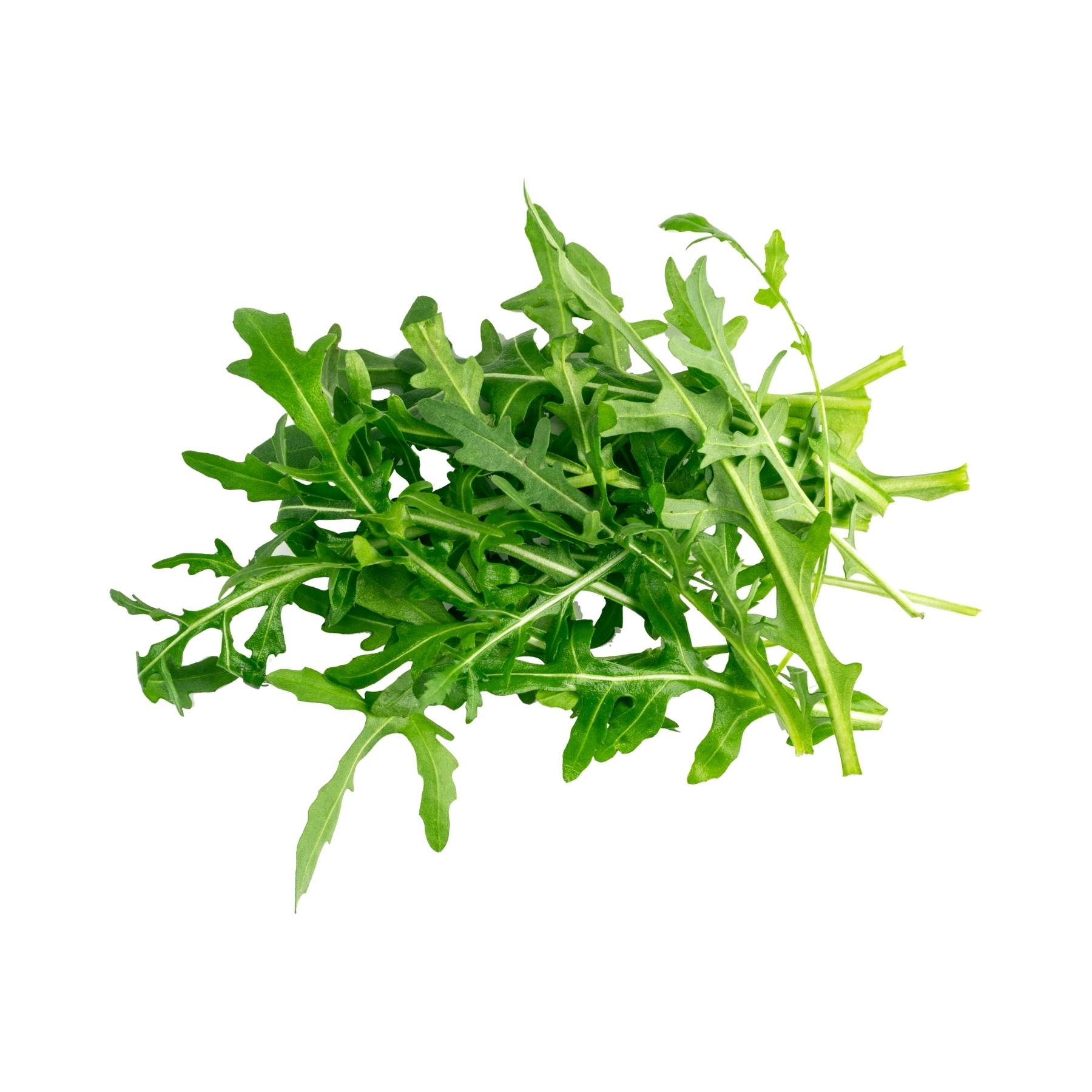 Rucola